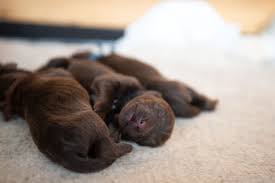 Often it is said that picking the smallest puppy of the litter, also referred to as the runt puppy, is a bad choice. Interesting Facts And Myths About The Runt Of The Litter Pethelpful By Fellow Animal Lovers And Experts
