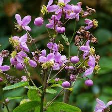 Image result for Thalictrum rhynchocarpum