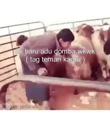 Sebenarnya saya mengelompokkan ada 4 buah kategori. 25 Best Memes About Domba Domba Memes