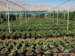 Our garden center was opened in 2005 to serve the people of gainesville, nokesville and warrenton. Dibba Garden Center Home Facebook