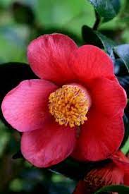 Search Results Image Flora Camellia My Flower Flowers