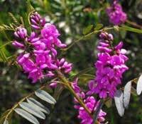Image result for Indigofera adenoides