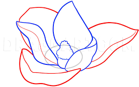 Your official state flower coloring pictures are free to print out. How To Draw A Magnolia Coloring Page Trace Drawing