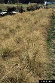 Image result for Eragrostis curvula