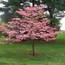 Dogwoods have shallow roots, and even with dappled shade, these root systems will dry quickly. Pink Flowering Dogwood Trees For Sale Garden Goods Direct