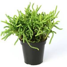 Succulent Favs Crassula Lycopodioides This Grows Everywhere Green And Healthy Divides Well Love It Love To Grow It Succulents Plants Planting Suc