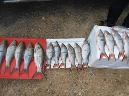 Lempam, lampam, lampam jawa (malaysia.); Lampam Jawa Fishing Home Facebook