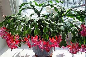 Start these in the fall and your cactus will begin to set buds in the winter. Why The Decembrist Does Not Bloom What To Do If The Cactus Does Not Want To Bloom At Home Proper Care And Maintenance Crop Production