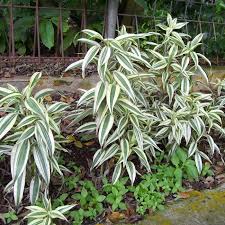 Image result for Dracaena sanderiana
