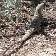 Arizona Lizard Black And White Tail Spinytail Iguanas Stalk The Arizona Sonora Desert Museum Arizona Daily Independent