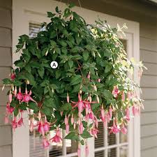 Massive hanging flower basket exploding with purple pink and white flowers. 25 Easy And Eye Catching Hanging Baskets Better Homes Gardens