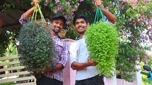 Fast Growing Hanging Plants Beautiful Cascading Plants In Malayalam Hanging Plants Plants Garden Activities