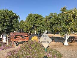 Check spelling or type a new query. Beautiful Rv Park Picture Of Orange Grove Rv Park Bakersfield Tripadvisor