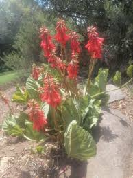 Image result for Erythrina zeyheri