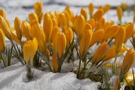 Wir erklären, worauf sie dabei achten sollten und verraten, was wann und wo wächst. Blumenzwiebeln Uberwintern So Einfach Geht Das Lubera
