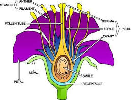 Flower Anatomy Parts Of A Flower Flower Anatomy Parts Of A Plant