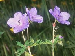 Image result for Geranium aculeolatum