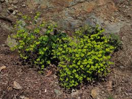 Image result for Euphorbia luapulana
