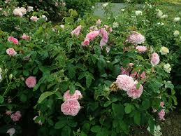 To communicate or ask something with the place, the phone number is. Englische Rosen Wikipedia