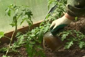 подкормка томатов во время цветения и плодоношения в теплице Podkormka Pomidor V Teplice Kakie Udobreniya I Kogda Ispolzovat Sadovye Idei Ogorodnichestvo Pomidory