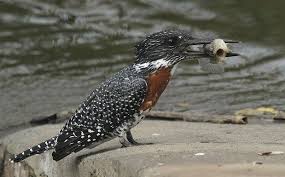 Birds Of South Africa Gauteng Birds Of Kenya Bird Safaris Kingfisher Birds Kenya