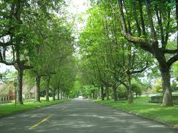 She passed may 5, 2021. Legion Way In Olympia Wa This Beloved Canopied Streetscape Was Originally Planted On Armistice Day In 1928 As A Living Mem Olympia Eastside The Neighbourhood