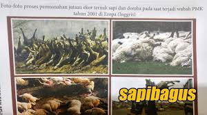 Mengenal Penyakit Mulut Dan Kuku Pada Ternak Sapi Sapibagus Com