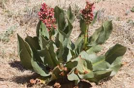Image result for Rumex ruwenzoriensis