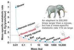 Ecophysiology Of Animals Flashcards Quizlet Stofskifte