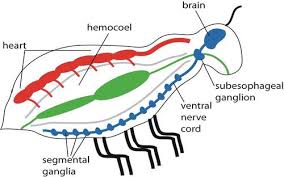 Arthropod Structure And Function Advanced Ck 12 Foundation