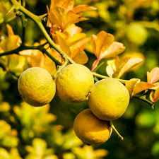 Image result for Citrus trifoliata