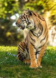 Tiger pose is an effective pose for spinal health as well as a number of other physical and mental benefits. Posing Tiger Profile Photograph By Tito Santiago