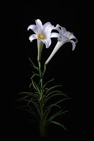 Pin By Ginny Duncan On Flowers 2 Amazing Flowers White Flowers Green Flowers