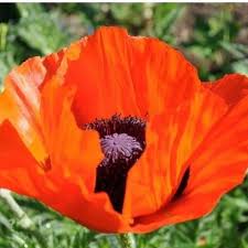 Oriental Poppy Seeds Orange Scarlet Poppies Poppy Flower Tattoo Poppy Flower