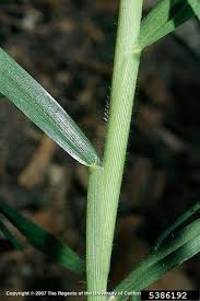 Image result for Cenchrus clandestinus