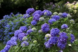 Small bugs look like brown, black, gray to white bumps on the stems of plants. How To Prune Different Kinds Of Hydrangeas