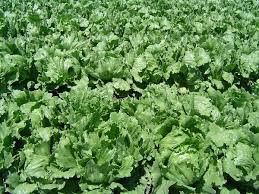 lettuce wikipedia