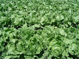 Lettuce Wikipedia