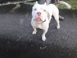 Bully pups, pit bull puppies for sale, merle bully for sale near me, bully puppy cheap, bully puppies near me american bully puppies puppies are for sale in : Pitbull Puppies For Adoption Nh Bmo Show