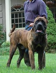 Puppies are sold with their ears cropped by our vet (optional), registration papers, full breeding rights, vaccinations, hip/health warranties, discounted training, and lifetime support. Presa Canario Sires In Alpharetta Ga Sanders Kennels Presa Canario Cane Corso Presa Canario Mastiff