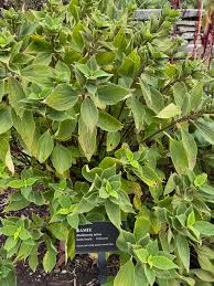 Image result for Boehmeria nivea