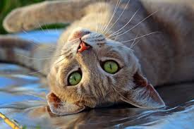 5 fun facts about tortoiseshell cats. 25 Interesting Facts About Cats You May Not Have Known Cole Marmalade