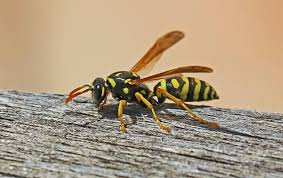 A wide variety of pests can cause property damage by eating away at woodwork, insulation, and foundations. Blog What You Can Do To Keep Dangerous Wasps Away From Your St Louis Property
