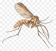 There are several different kinds of drawing. Malaria Png Images Pngwing