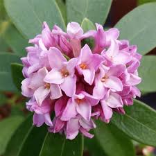 Maybe you would like to learn more about one of these? Daphne Odora Sweet Amethyst New Winter Daphne Plant In 9 Cm Pot Buy Online In Sweden At Sweden Desertcart Com Productid 55202242