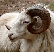 Animal Aries Rules Animals With Horns Goats Goat Horns