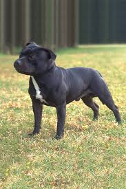 Staffordshire Bull Terrier Dog Breed Information