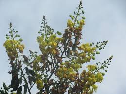 Image result for Caesalpinia sappan