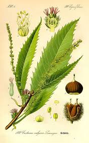 Flora Von Deutschland Osterreich Und Der Schweiz 1885 Esskastanien Pflanzen Vintage Botanische Drucke
