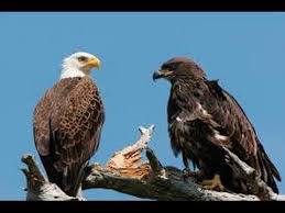Birds That Look Like Eagles In Florida Waterways The Eagles Of Florida A Your Sanctuary Tv Presentation Bald Eagle National Marine Sanctuary American Bald Eagle